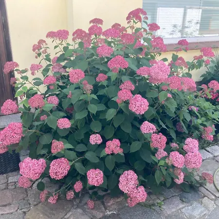 Stralsundia דירה שטראלסונד